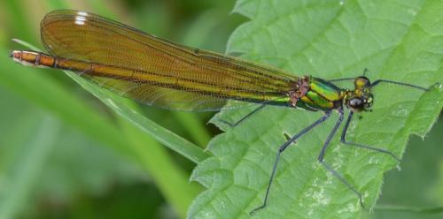 Calopteryx virgo